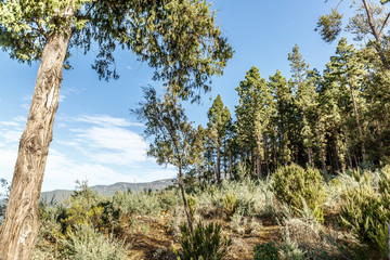 View of trees and pines of teide national park in Tenerife
