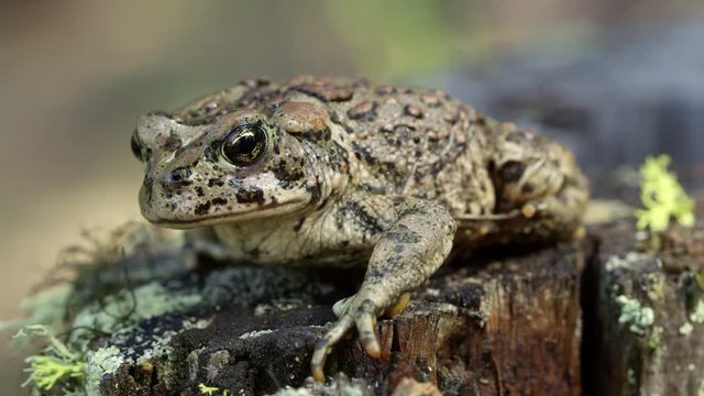 Western Toad On Stump Breathing.