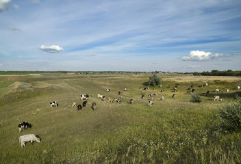 Fototapeta premium Cows in the field