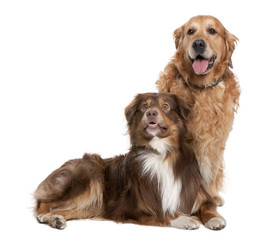 Fototapeta premium Couple of Golden Retriever and a mixed Mixed-Breed Dog panting