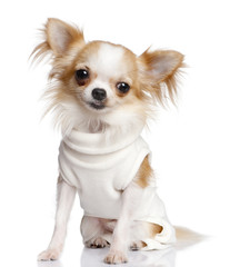  chihuahua dressed-up