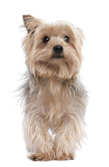 Yorkshire Terrier (3 years old)
