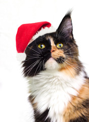 portrait of a new year cat looking