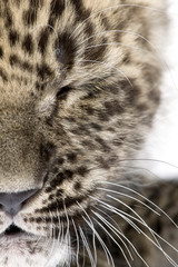 close-up on a closed eye of a Persian leopard Cub (6 weeks)