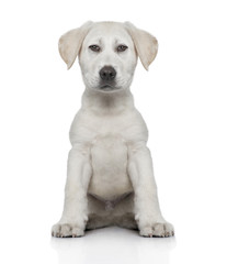 Obraz premium frontal view of a labrador puppy (Digital enhancement)