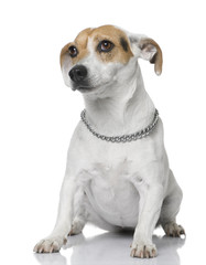 Jack russell sitting