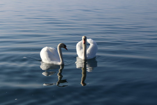 Two white swans are swimming on the Lake Constance (Bodensee) in Bregenz, Vorarlberg, Austria.