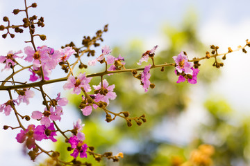 Wild Thailand  Sakura flowers  with beautiful sky background 