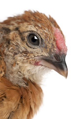 Baby chicken, 23 days old, in front of white background, studio shot