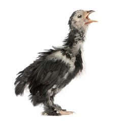 The Pekin is a breed of bantam chicken, 30 days old, standing in front of white background