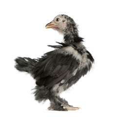 The Pekin is a breed of bantam chicken, 30 days old, standing in front of white background