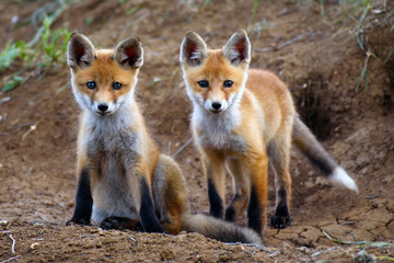 Two Fox standing near the hole and looking at the camera. Vulpes vulpes
