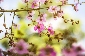 Wild Thailand  Sakura flowers  with bokeh background 