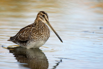 Snipe is in the water in a beautiful light