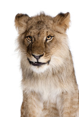 Fototapeta premium Lion, Panthera leo, 9 months old, in front of a white background, studio shot