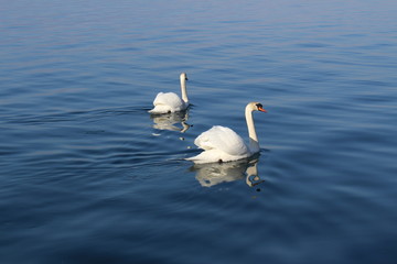 Two white swans are swimming on the Lake Constance (Bodensee) in Bregenz, Vorarlberg, Austria.