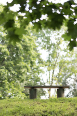 Stone Bench in the Wood at Autumn. Sun flare Comes through the Trees.