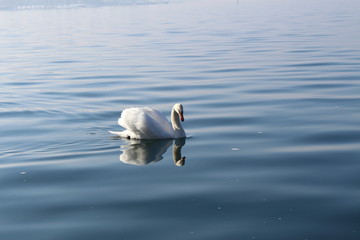 Single white swan is swimming on the Lake Constance (Bodensee) in Bregenz, Vorarlberg, Austria.