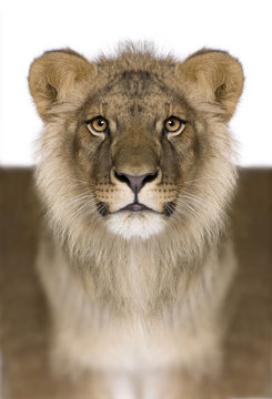 Digitally enhanced Lion, Panthera leo, 9 months old, in front of a white background, studio shot