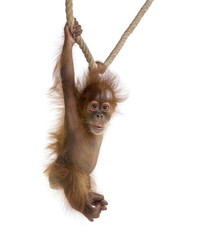 Baby Sumatran Orangutang (4 months old), hanging on a rope, studio shot