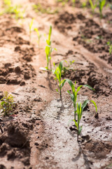 Seeds of Corn