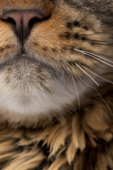 Close-up of Maine Coon's face with whiskers, 7 months old
