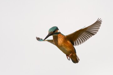 Common Kingfisher (Alcedo atthis) in flight on a white background isolated