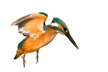 Common Kingfisher (Alcedo atthis) in flight on a white background isolated