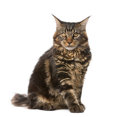 Maine Coon, 7 months old, sitting in front of white background, studio shot