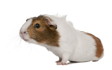 Guinea pig, Cavia porcellus, in front of white background