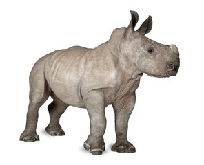 Obraz premium young White Rhinoceros or Square-lipped rhinoceros - Ceratotheri