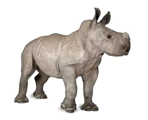 Fotobehang Neushoorn young White Rhinoceros or Square-lipped rhinoceros - Ceratotheri