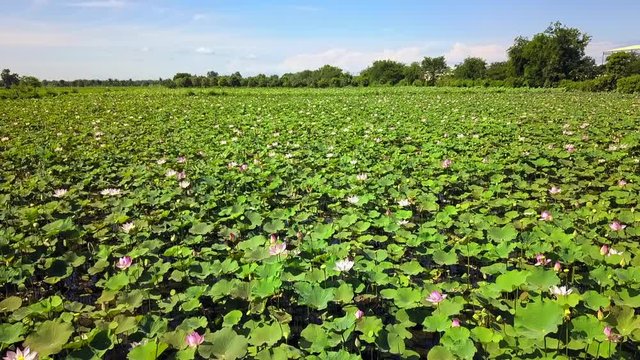 The large area of the aqua agriculture area, the green nature of lotus leaf and flowers capturing by aerial vehicle as drone. This plantation area is so huge and looks very fresh all over to horizon.