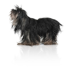 Crossbreed dog, 11 years old, standing in front of white background