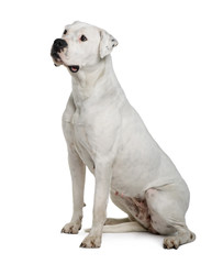 Argentine dogo, sitting in front of white background, studio shot