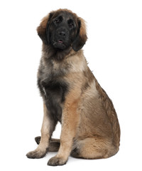 Leonberger puppy, 6 months old, sitting in front of white background