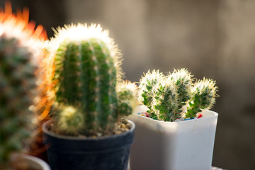 Many cactus pots are set on wooden boards.