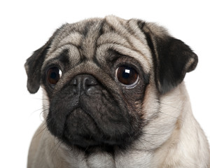 Obraz premium Pug, 2 Years old, in front of white background, studio shot