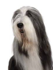Bearded Collie, 4 years old, sitting in front of white background