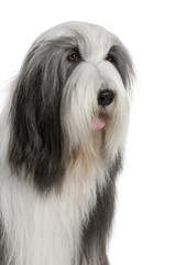Bearded Collie, 4 years old, sitting in front of white background