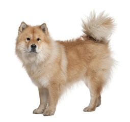 Eurazier dog, 3 Years Old, standing in front of white background