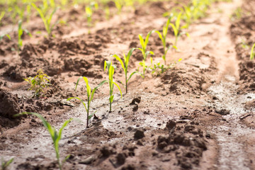 Seeds of  young Corn