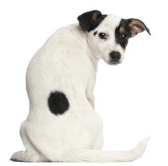 Obraz premium Jack Russell Terrier puppy, 5 months old, sitting in front of white background