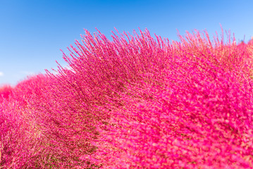 Kochia and cosmos filed Hitachi Ibaraki Japan