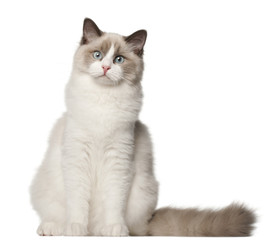 Ragdoll (6 months old)