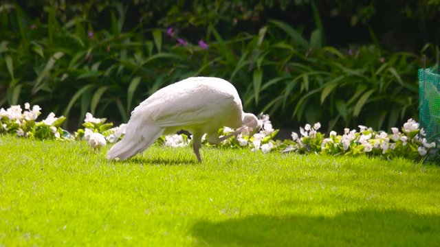 White peafowl and peachick outdoor. Birds on the lawn, summer.