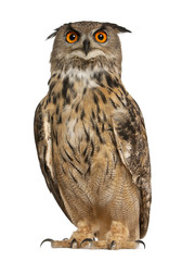 Portrait of Eurasian Eagle-Owl, Bubo bubo, a species of eagle owl, standing in front of white...