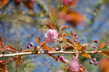 Kirschblüte im Frühling