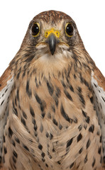 Portrait of Common Kestrel, Falco tinnunculus, a bird of prey in front of white background