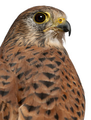 Portrait of Common Kestrel, Falco tinnunculus, a bird of prey in front of white background